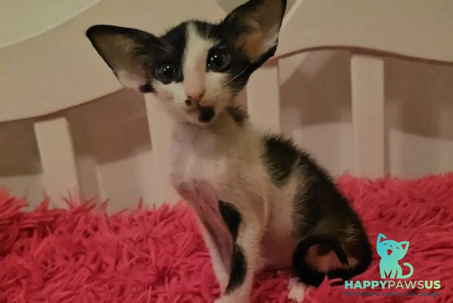 Sindy Oriental Shorthair female black bicolour - live animals