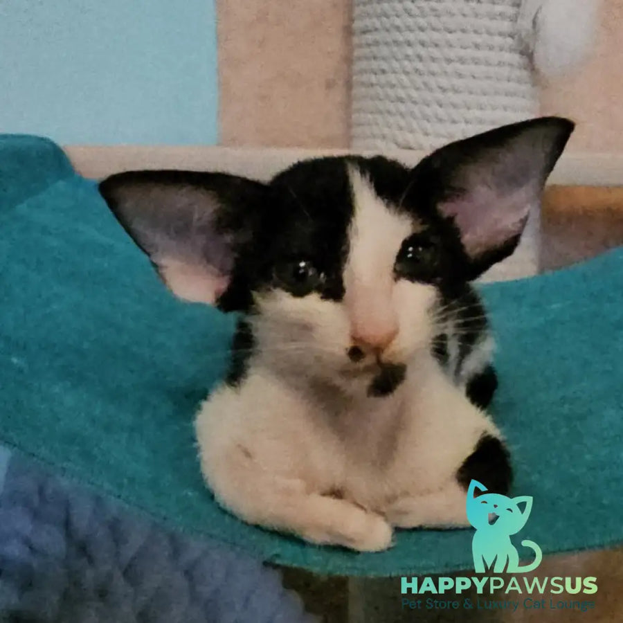 Sindy Oriental Shorthair female black bicolour - live animals