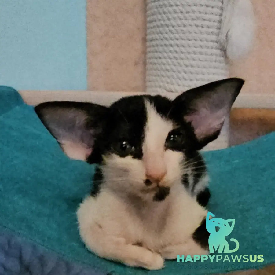 Sindy Oriental Shorthair female black bicolour - live animals
