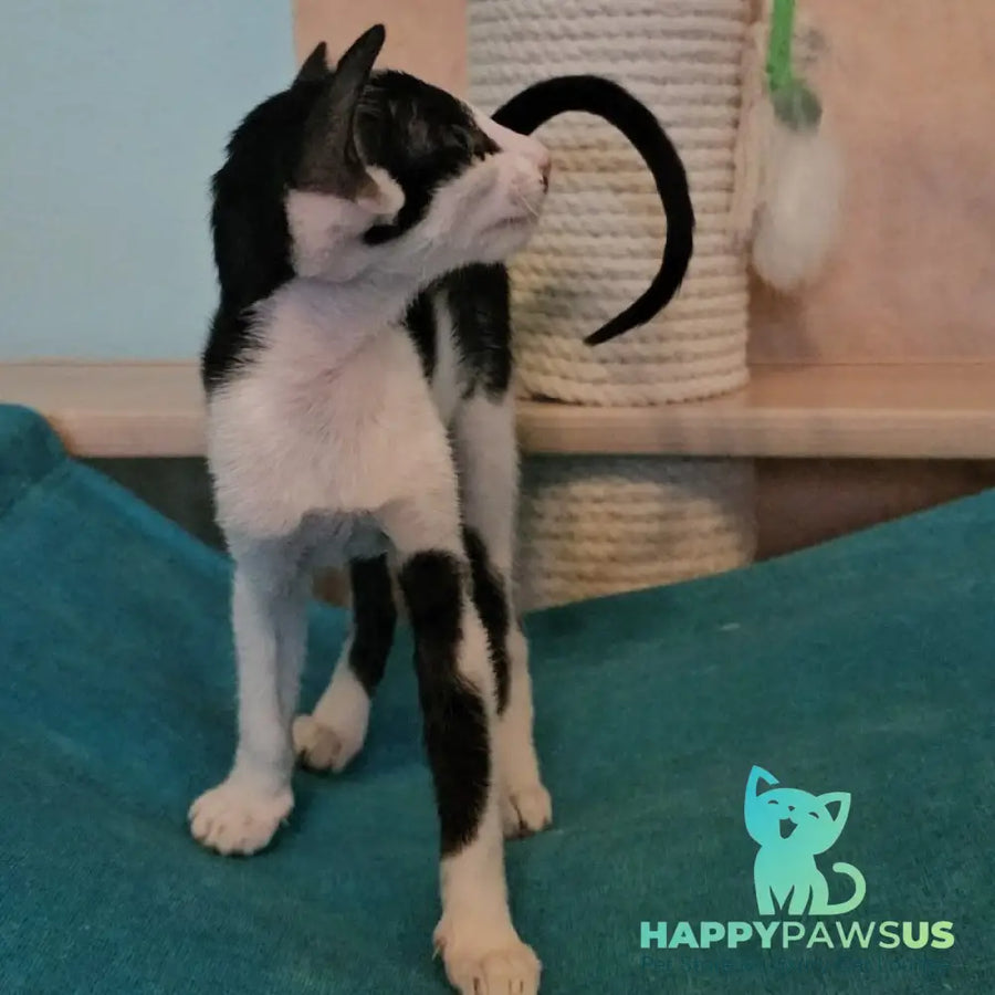 Sindy Oriental Shorthair female black bicolour - live animals