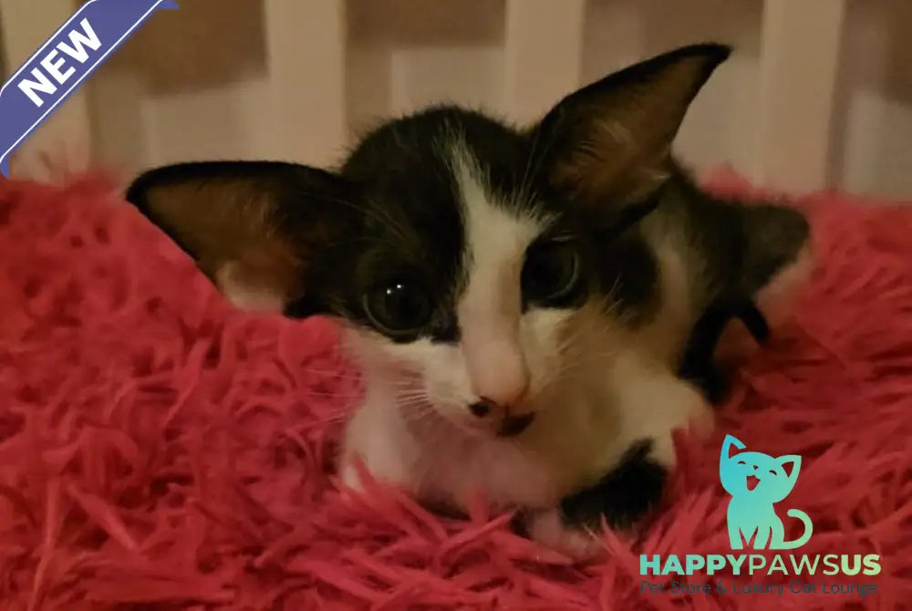Sindy Oriental Shorthair female black bicolour - live animals