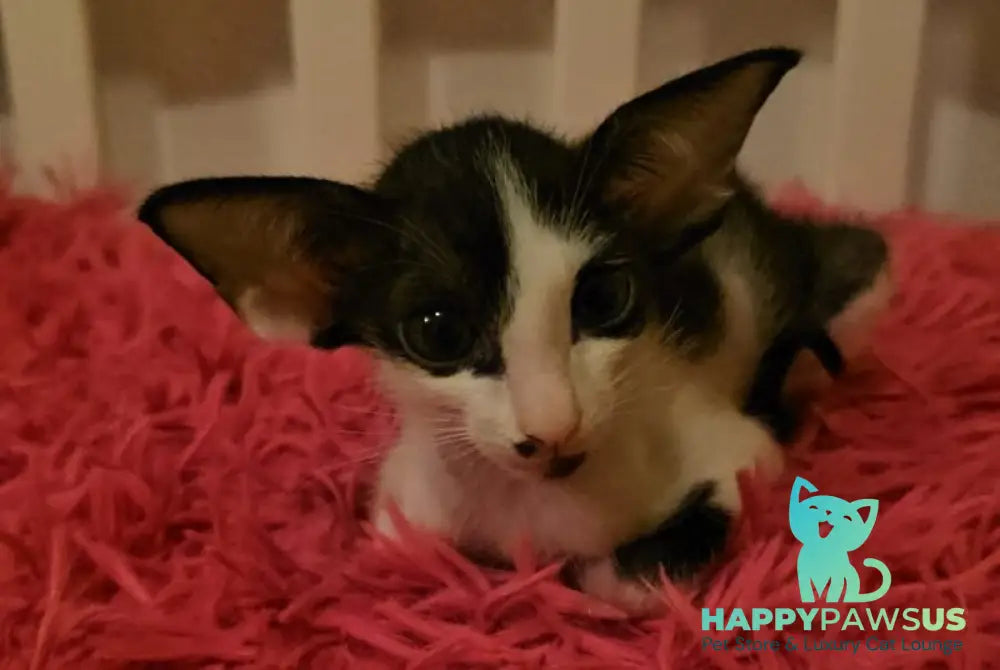 Sindy Oriental Shorthair female black bicolour - live animals