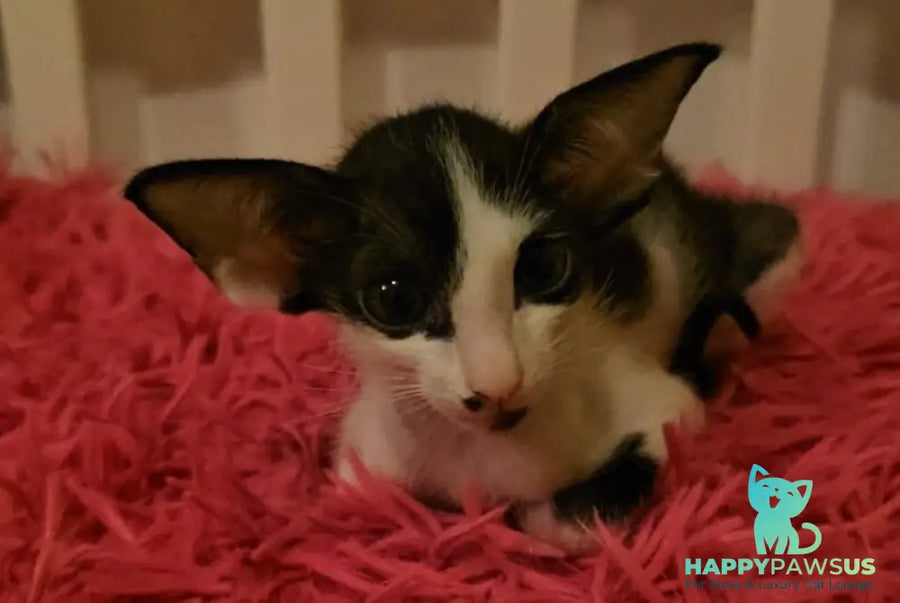 Sindy Oriental Shorthair female black bicolour - live animals