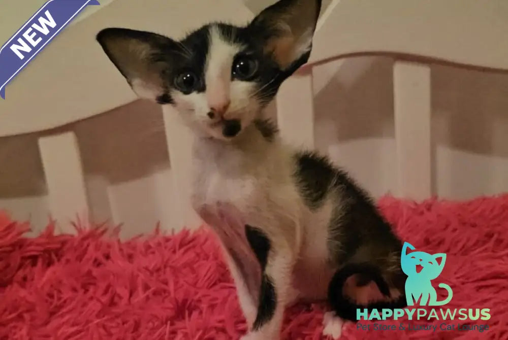 Sindy Oriental Shorthair female black bicolour - live animals