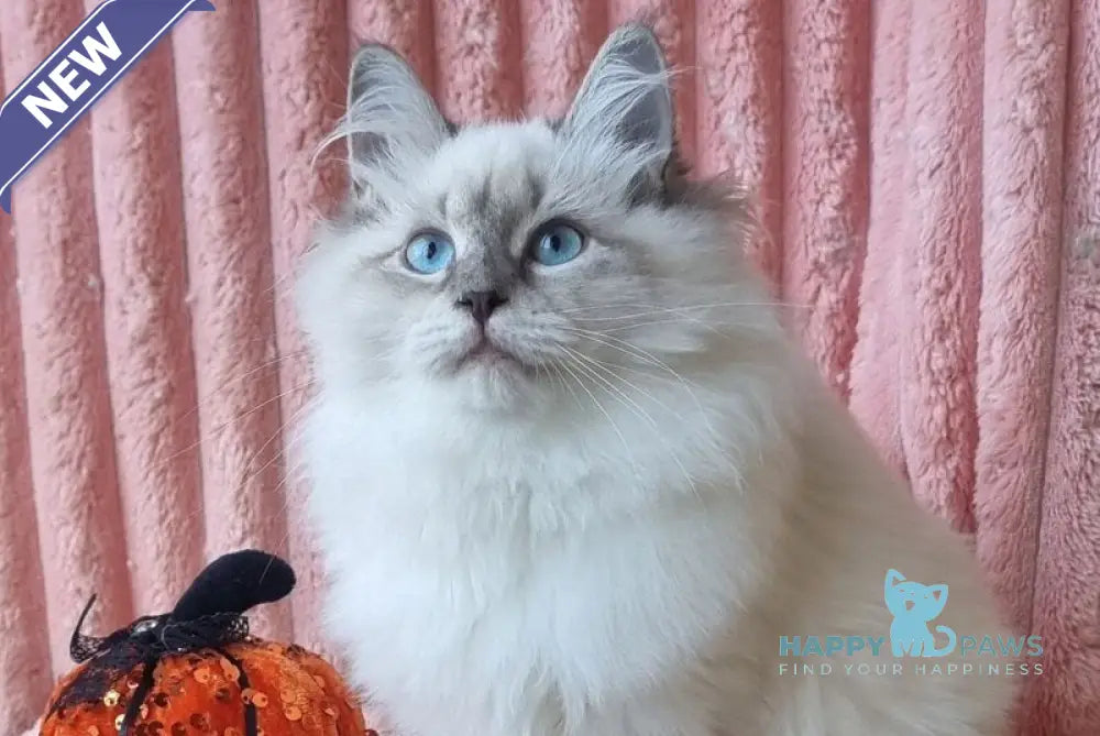 Sireniya Siberian female blue tabby pointed with white live animals