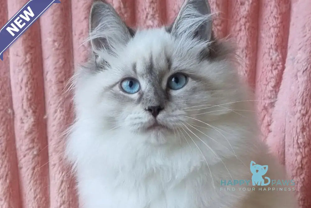Sireniya Siberian female blue tabby pointed with white live animals