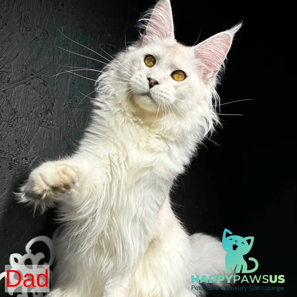 Siri Maine Coon female blue tortie silver - live animals