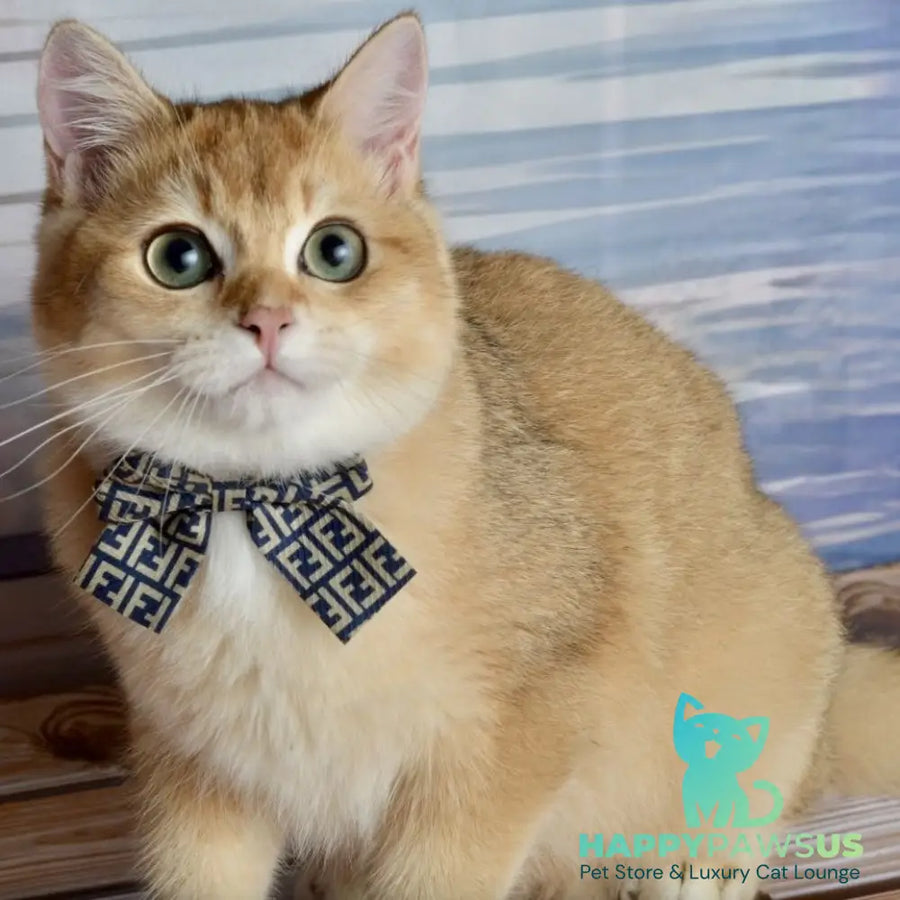 Sirius British Shorthair male black golden chinchilla - live animals