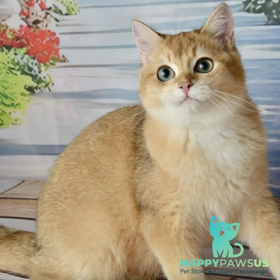 Sirius British Shorthair male black golden chinchilla - live animals