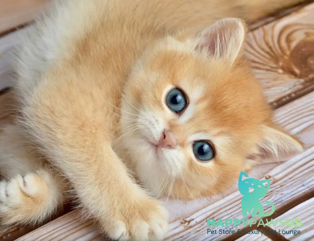 Sirius British Shorthair male black golden chinchilla - live animals