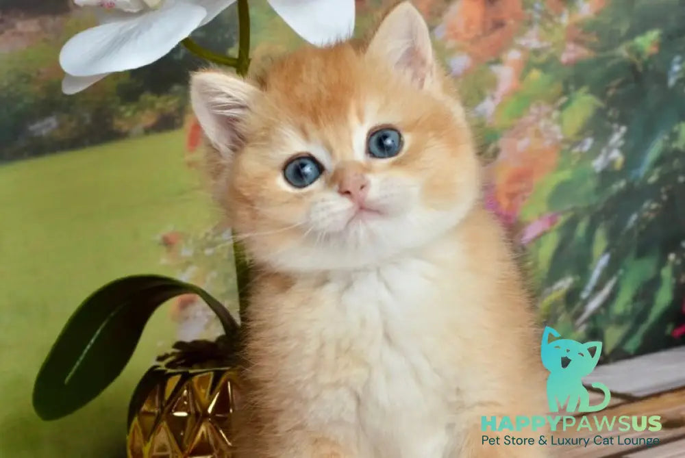 Sirius British Shorthair male black golden chinchilla - live animals