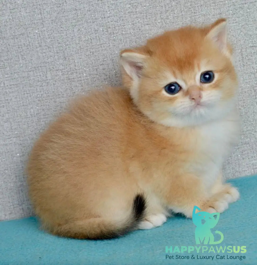 Sirius British Shorthair male black golden chinchilla - live animals