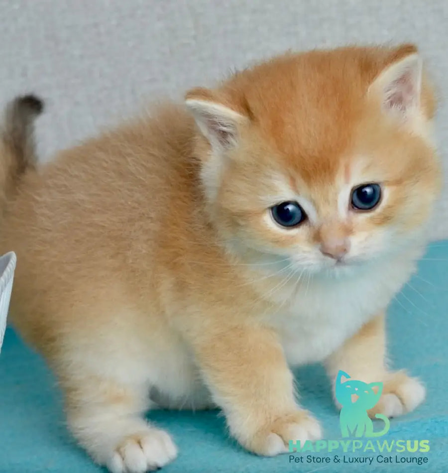 Sirius British Shorthair male black golden chinchilla - live animals