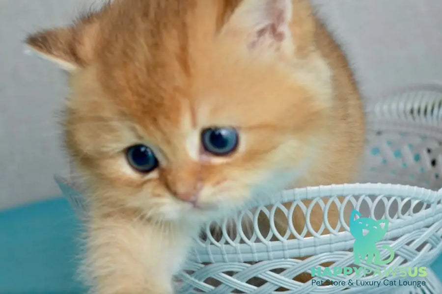 Sirius British Shorthair male black golden chinchilla - live animals