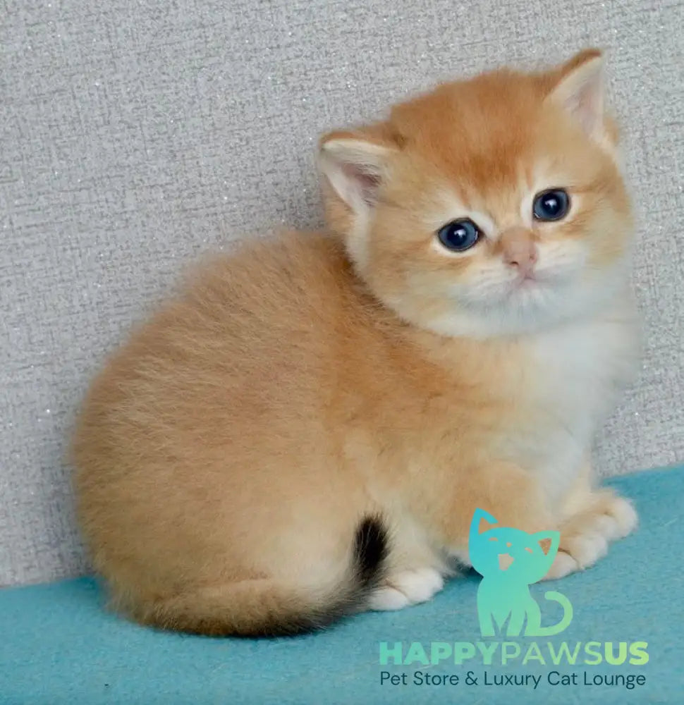 Sirius British Shorthair male black golden chinchilla - live animals