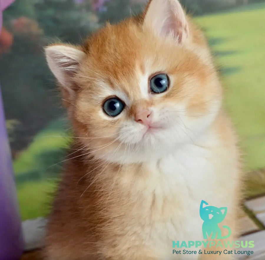 Sirius British Shorthair male black golden chinchilla - live animals