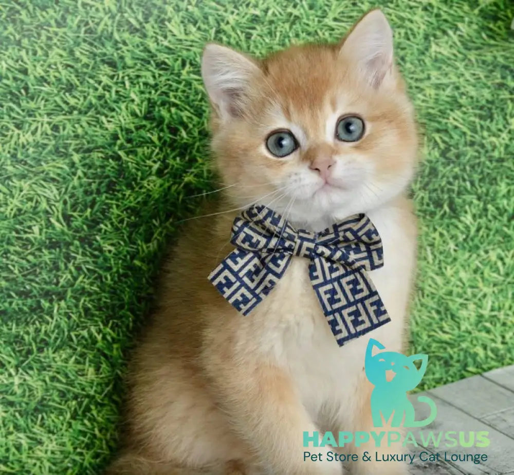 Sirius British Shorthair male black golden chinchilla - live animals