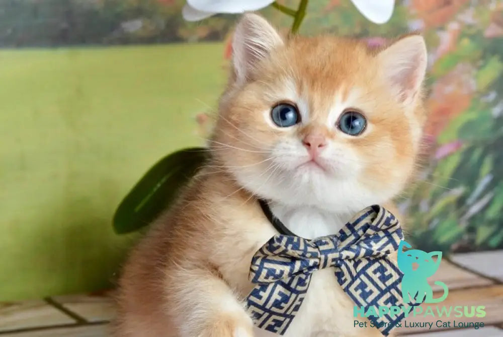 Sirius British Shorthair male black golden chinchilla - live animals