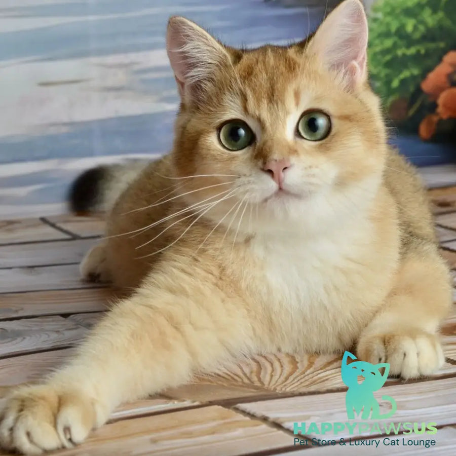 Sirius British Shorthair male black golden chinchilla - live animals