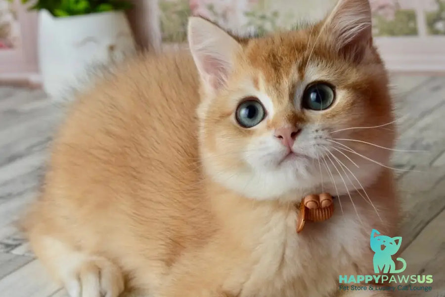 Sirius British Shorthair male black golden chinchilla - live animals