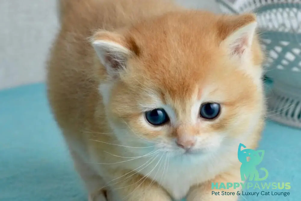 Sirius British Shorthair male black golden chinchilla - live animals