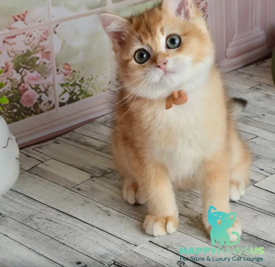 Sirius British Shorthair male black golden chinchilla - live animals
