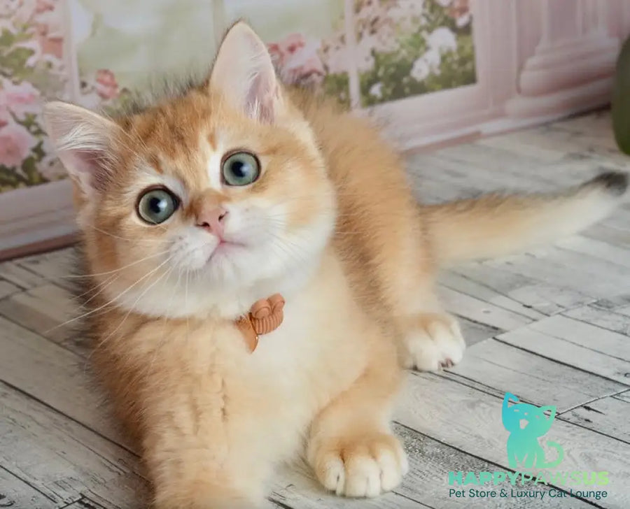 Sirius British Shorthair male black golden chinchilla - live animals