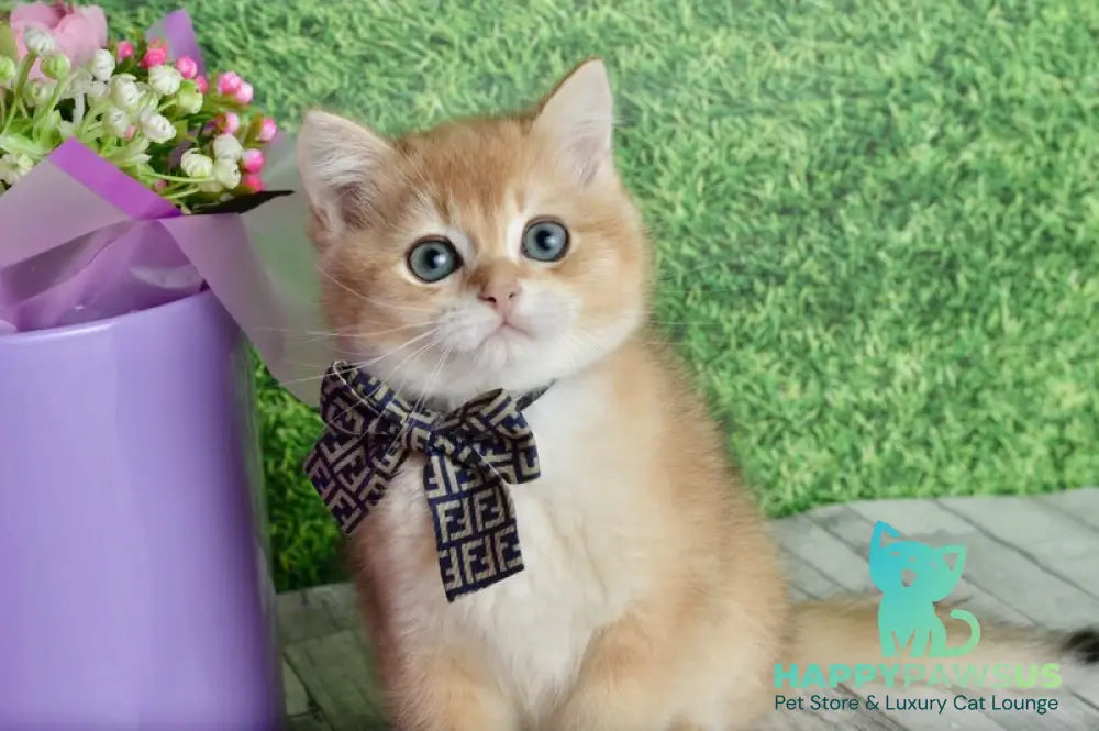 Sirius British Shorthair male black golden chinchilla - live animals