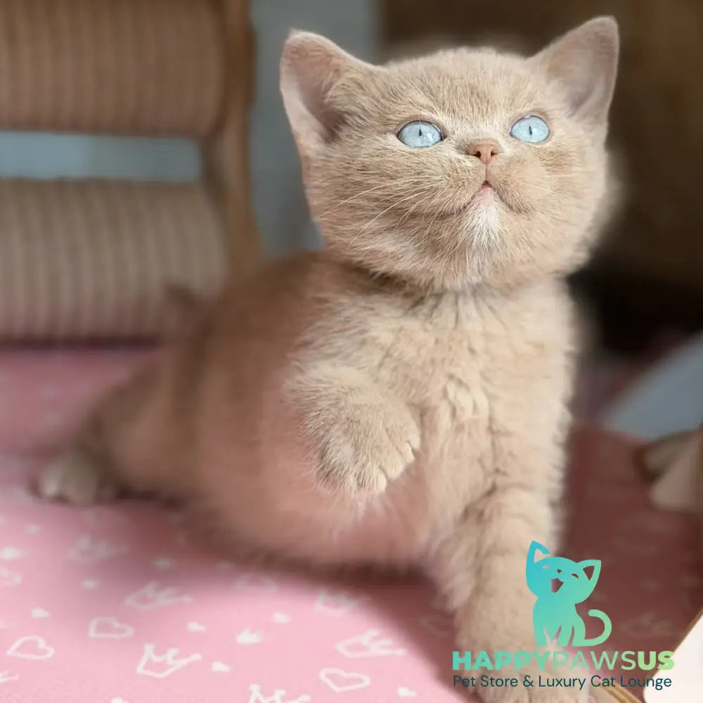 Sirius British Shorthair male fawn with white - live animals