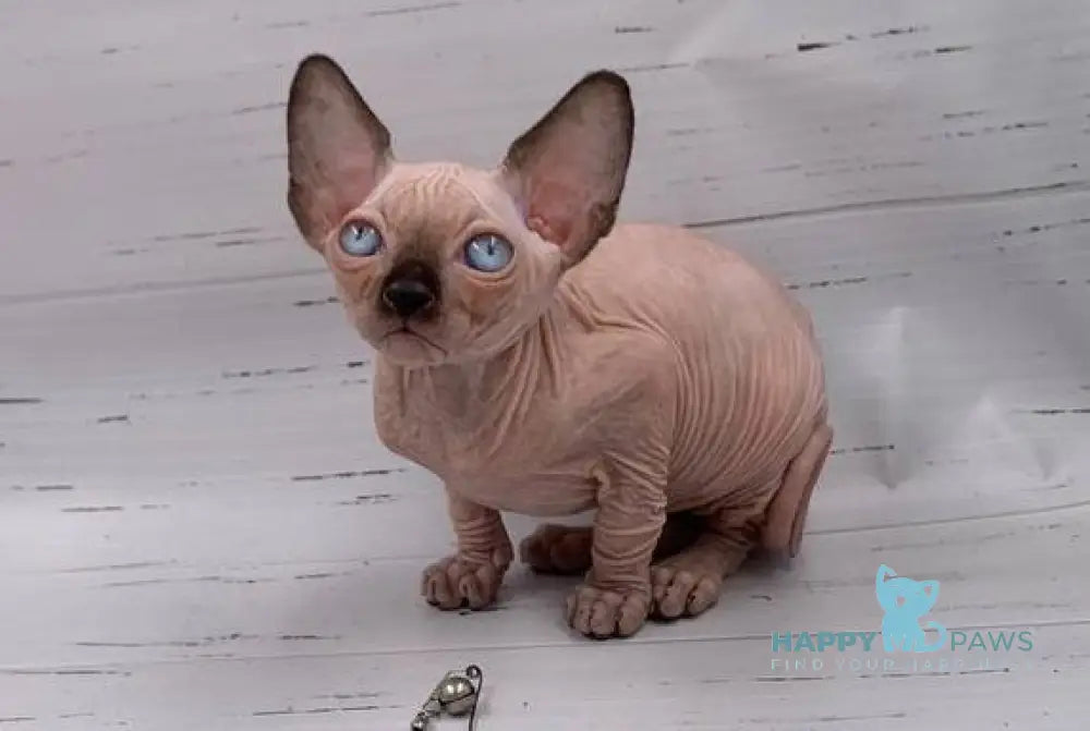 Sirius Canadian Sphynx male black pointed live animals