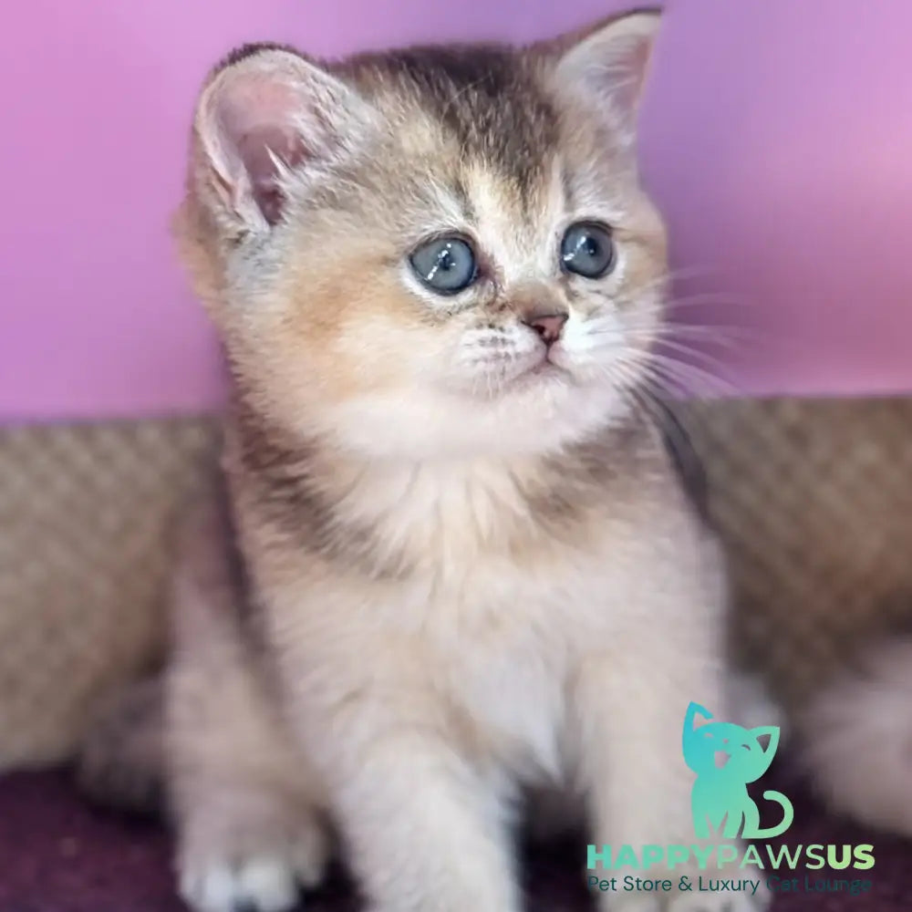 Sisi British Shorthair male black golden ticked tabby - live animals