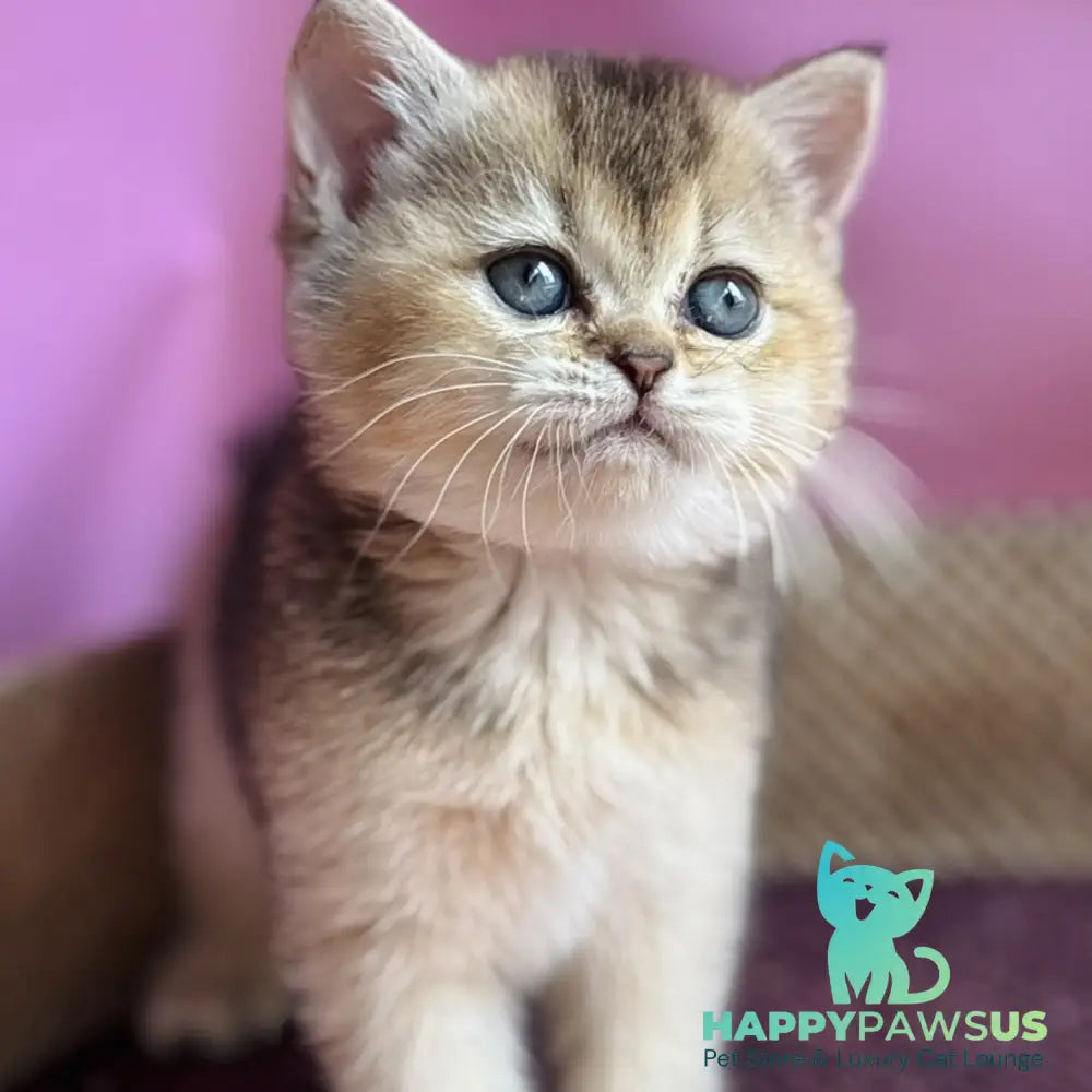 Sisi British Shorthair male black golden ticked tabby - live animals