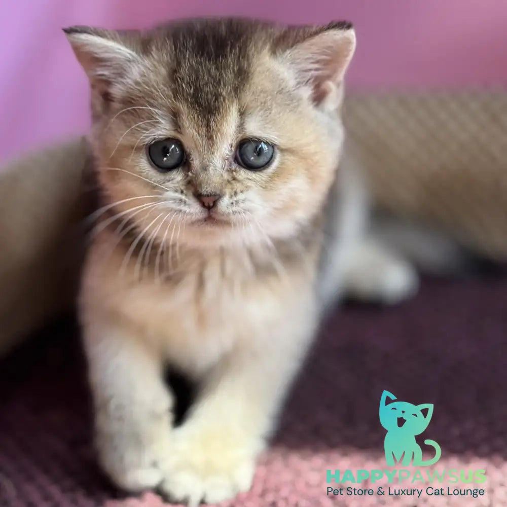 Sisi British Shorthair male black golden ticked tabby - live animals