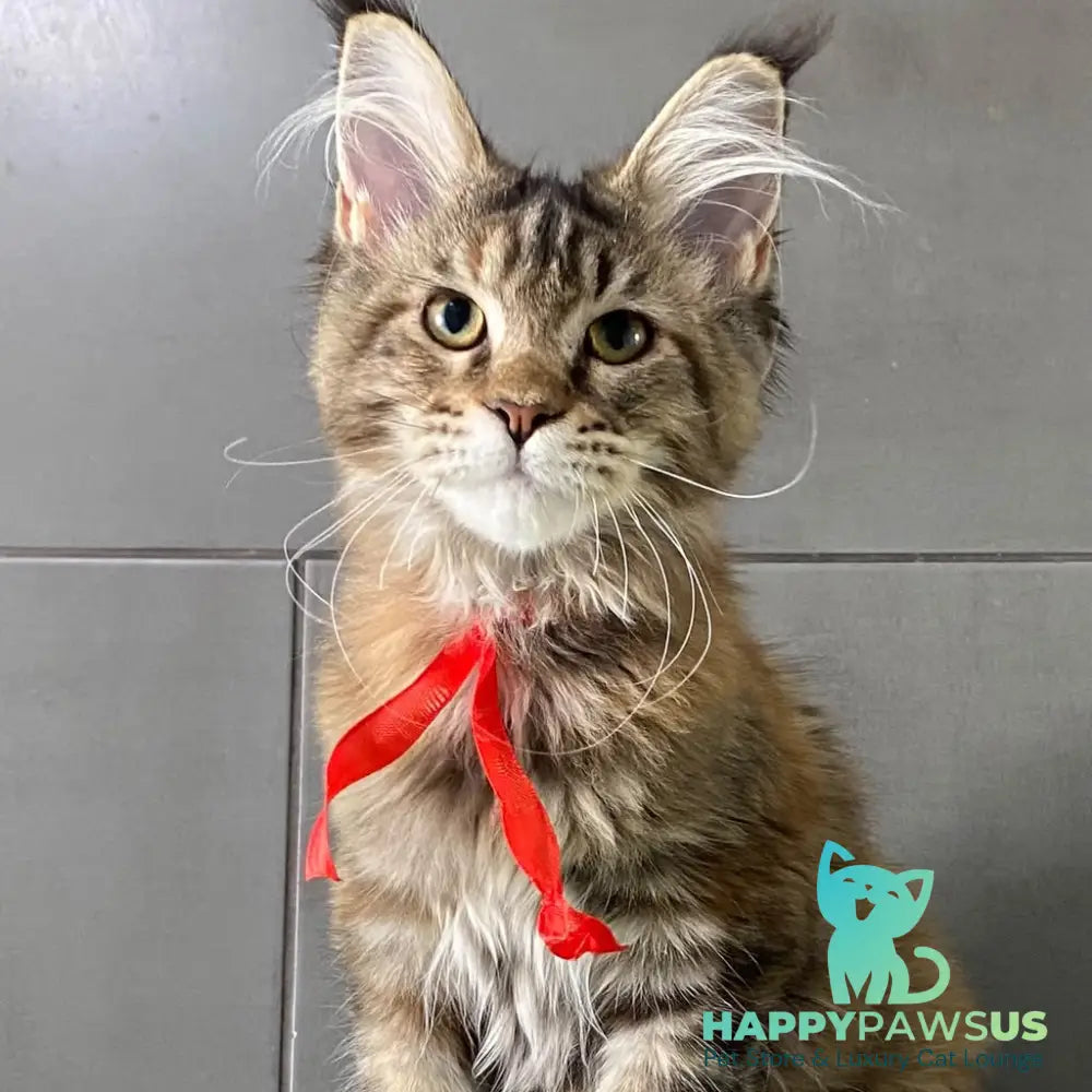 Six Maine Coon female black tortie tabby - live animals