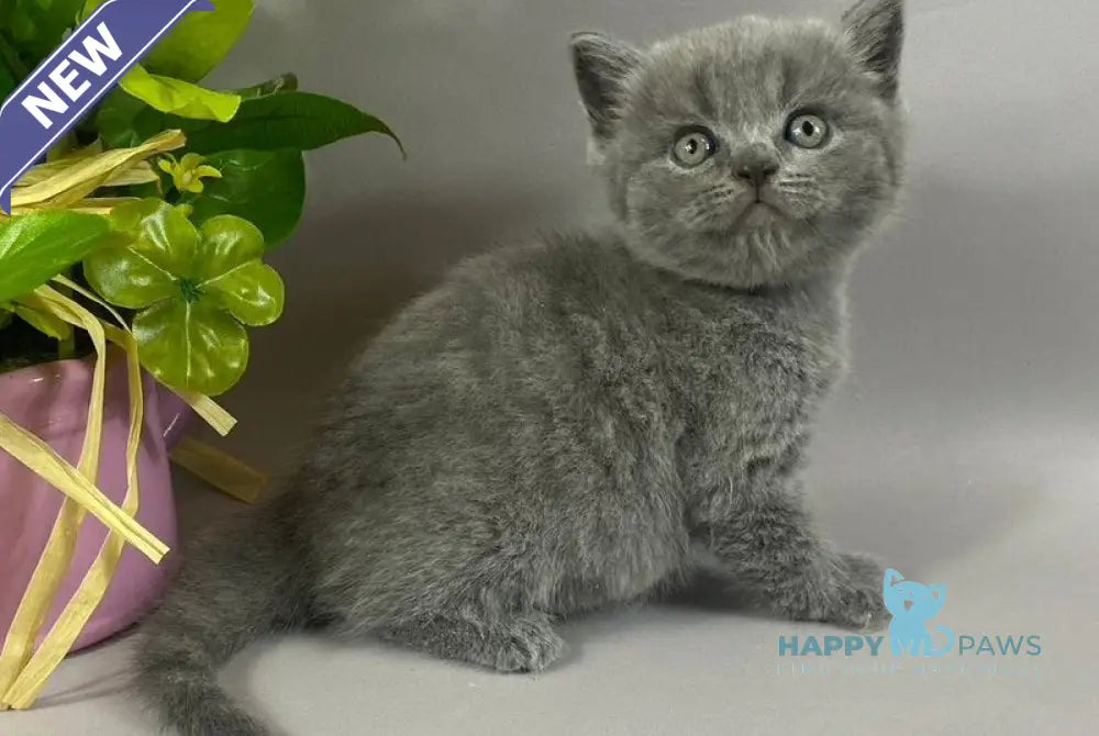 Skay British Shorthair male blue live animals