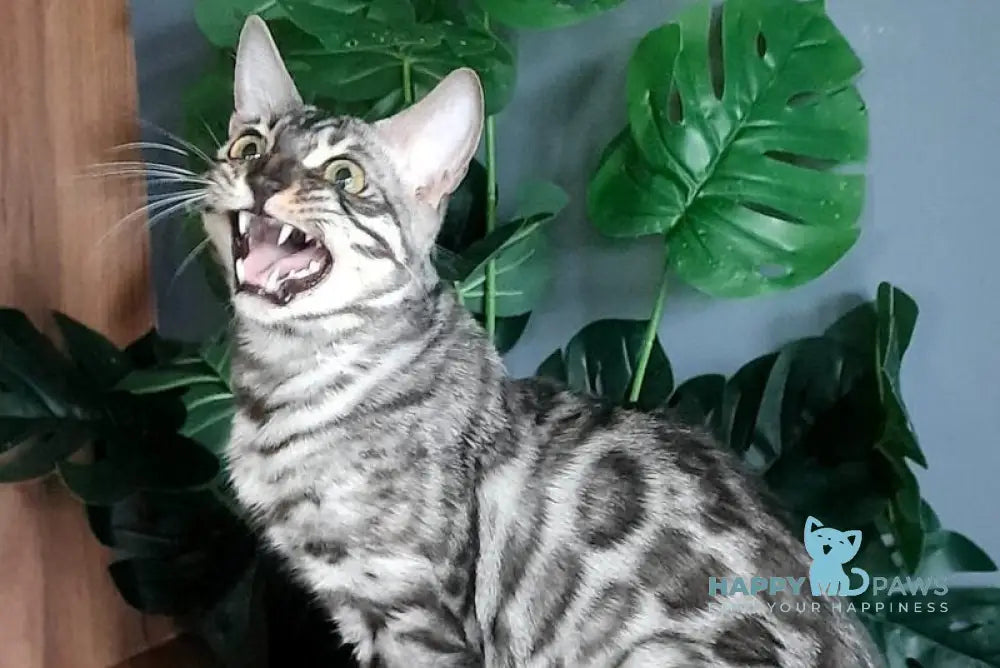 Sky Bengal male black silver spotted tabby live animals