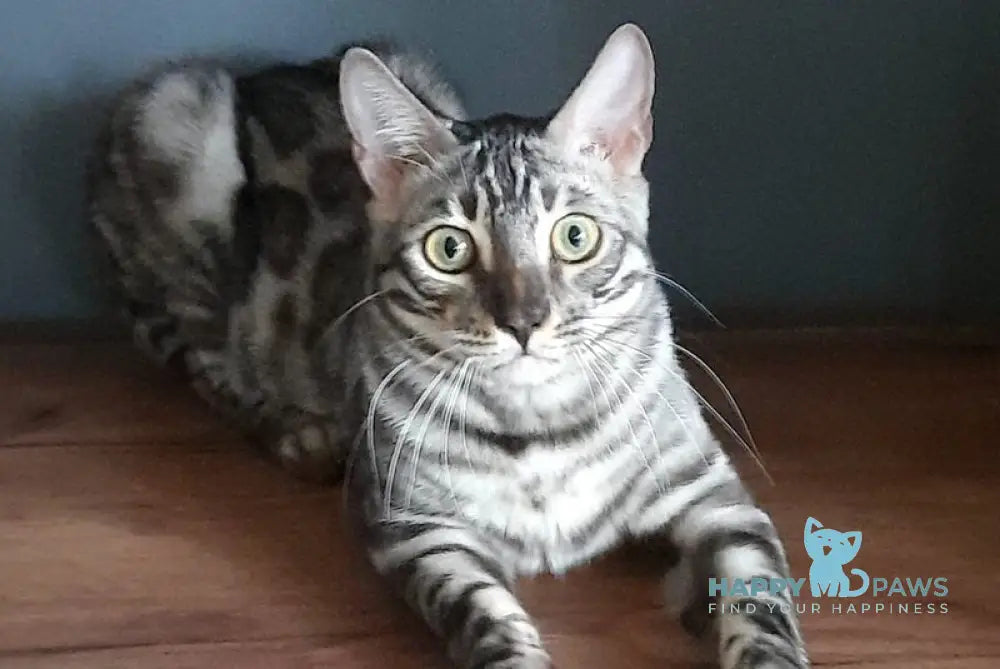 Sky Bengal male black silver spotted tabby live animals