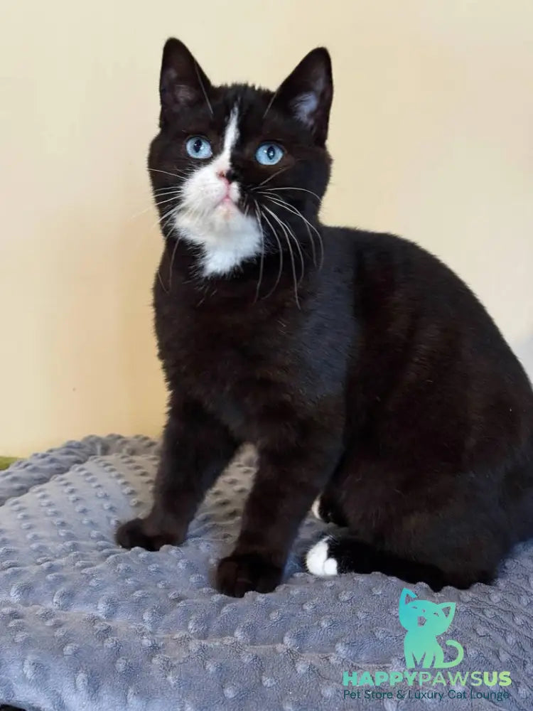Sky British Shorthair male black with white - live animals