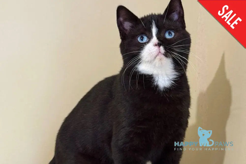 Sky British Shorthair male black with white - live animals