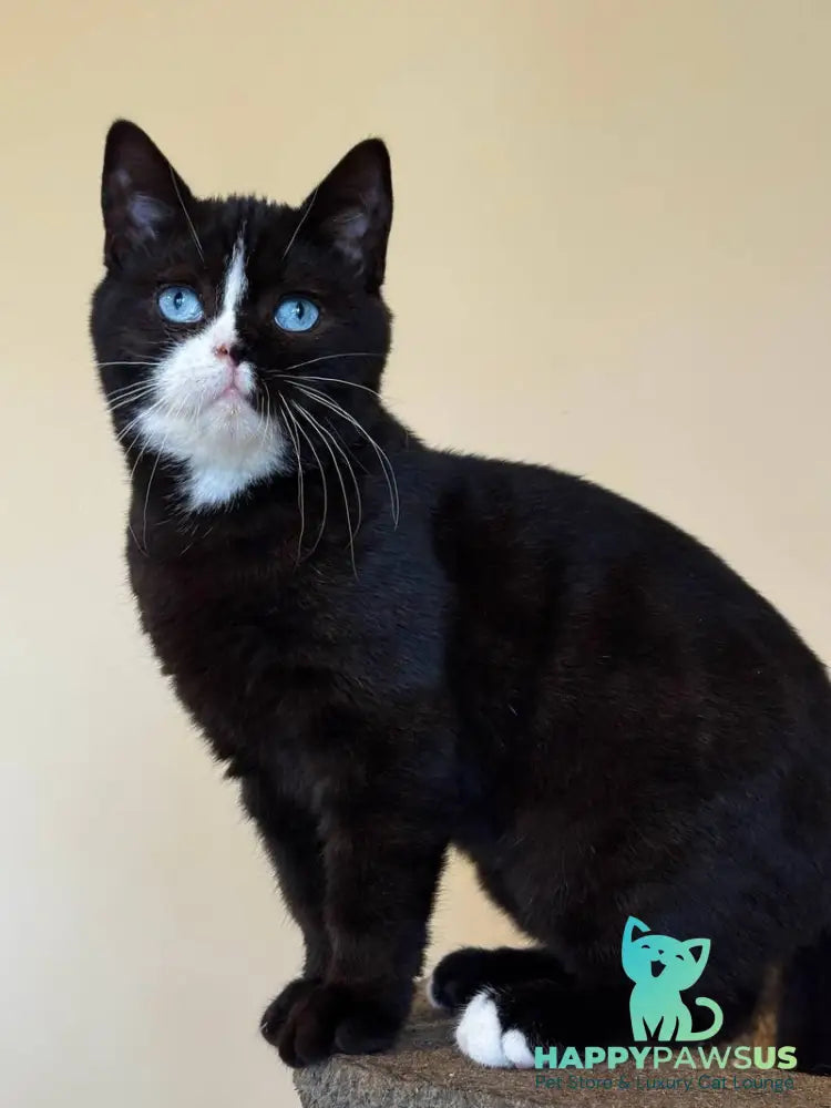Sky British Shorthair male black with white - live animals