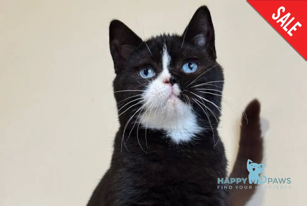 Sky British Shorthair male black with white - live animals