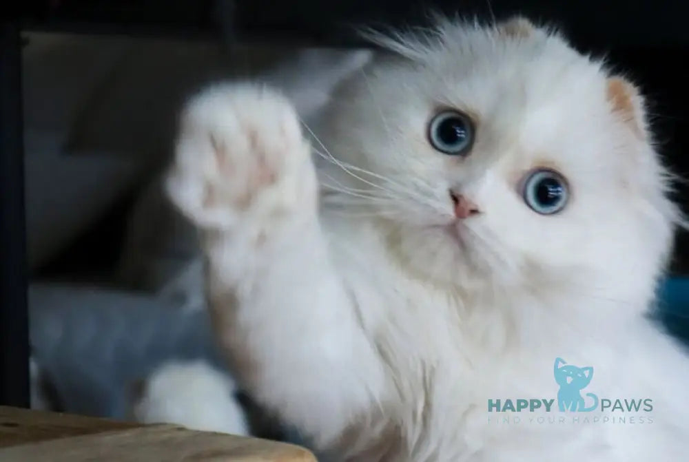 Sky Scottish Fold female red van - live animals