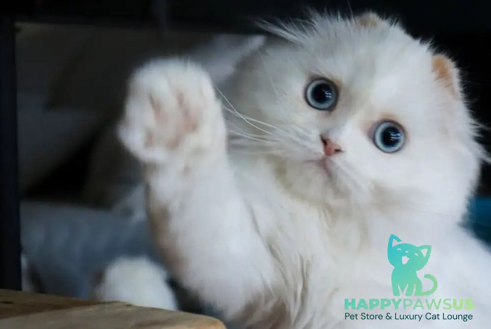 Sky Scottish Fold female red van - live animals