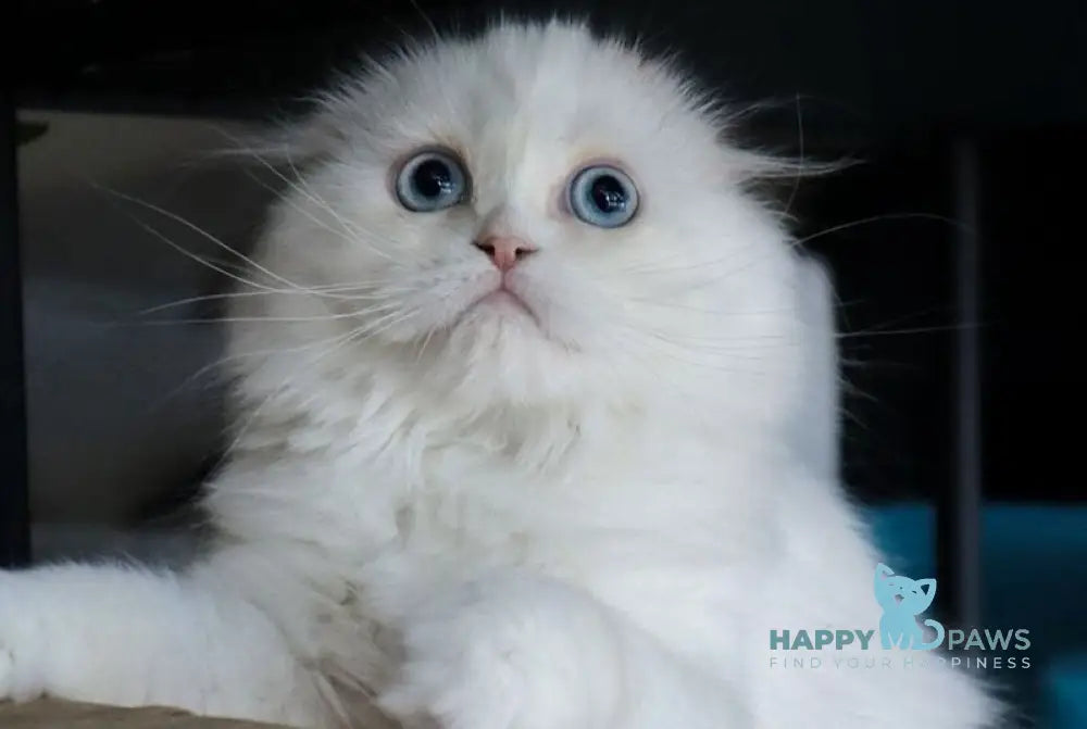 Sky Scottish Fold female red van - live animals