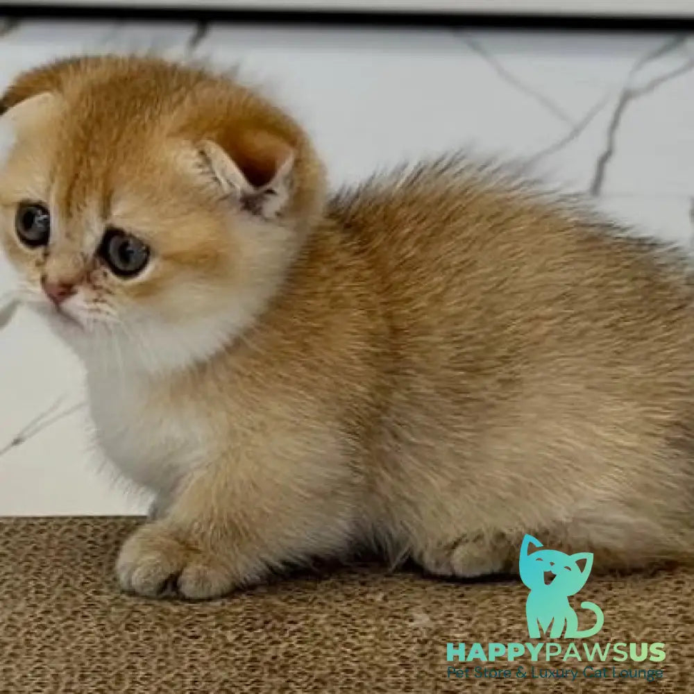 Skye Munchkin female black golden shaded - live animals