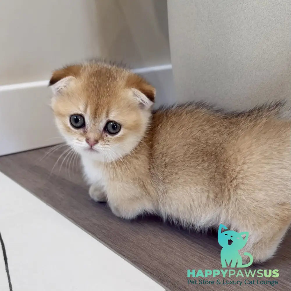 Skye Munchkin female black golden shaded - live animals