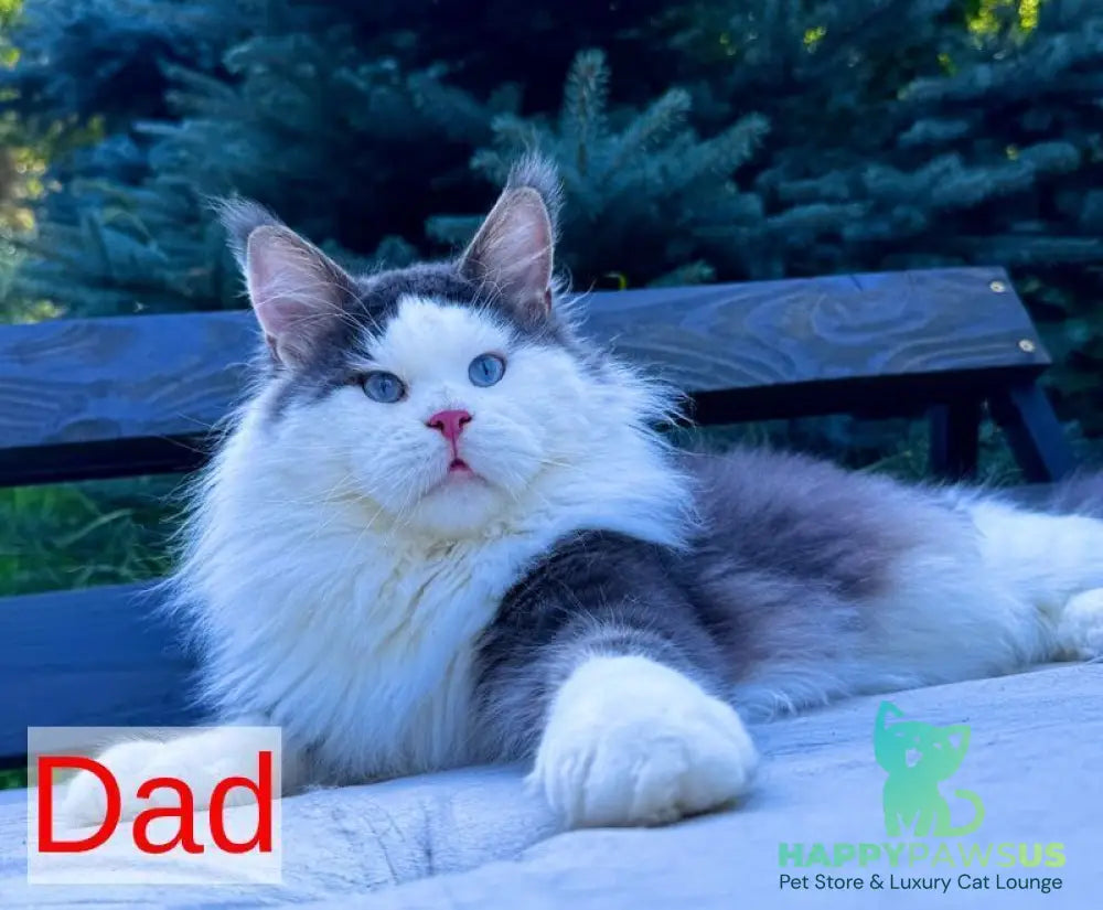 Skyla Leafdance Maine Coon female black bicolour - live animals