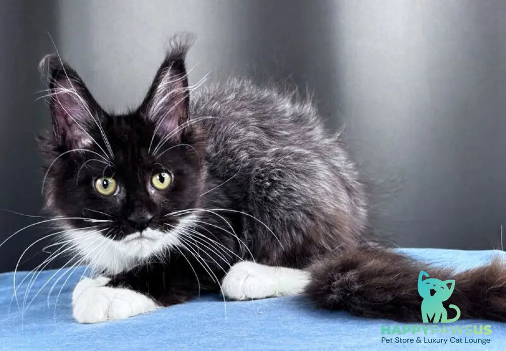 Skyla Leafdance Maine Coon female black bicolour - live animals