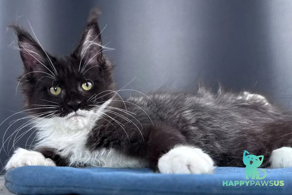 Skyla Leafdance Maine Coon female black bicolour - live animals