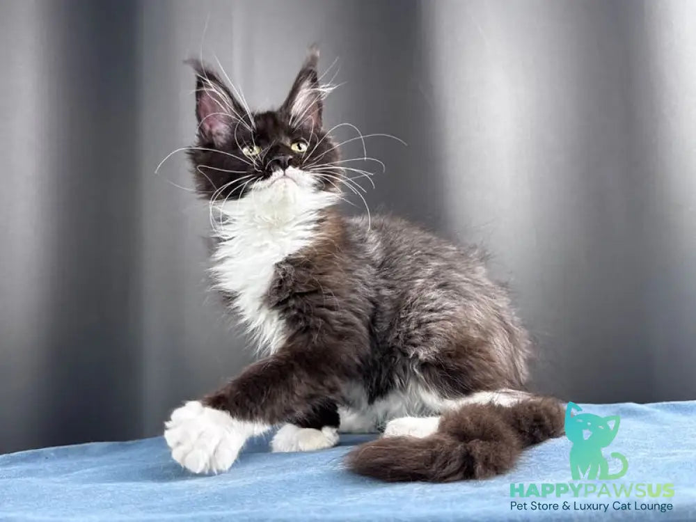 Skyla Leafdance Maine Coon female black bicolour - live animals
